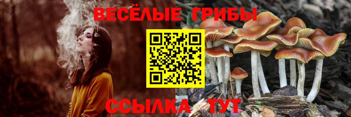 Свободный  Псилоцибиновые грибы Cubensis  Вход с VPN  Галлюциногенные грибы мицелий 